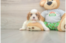 Fluffy Cavalier Purebred Puppy