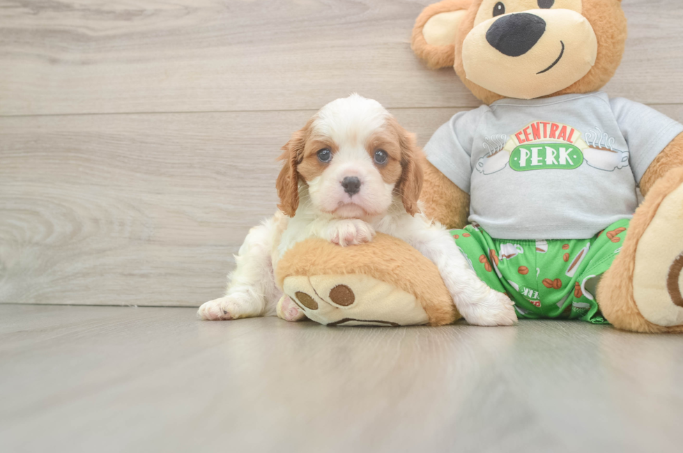 5 week old Cavalier King Charles Spaniel Puppy For Sale - Seaside Pups