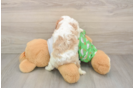 Adorable Cavalier Purebred Puppy
