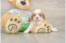 Smart Cavalier Purebred Puppy