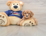 5 week old Cavalier King Charles Spaniel Puppy For Sale - Seaside Pups