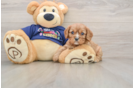 Friendly Cavalier King Charles Spaniel Purebred Pup