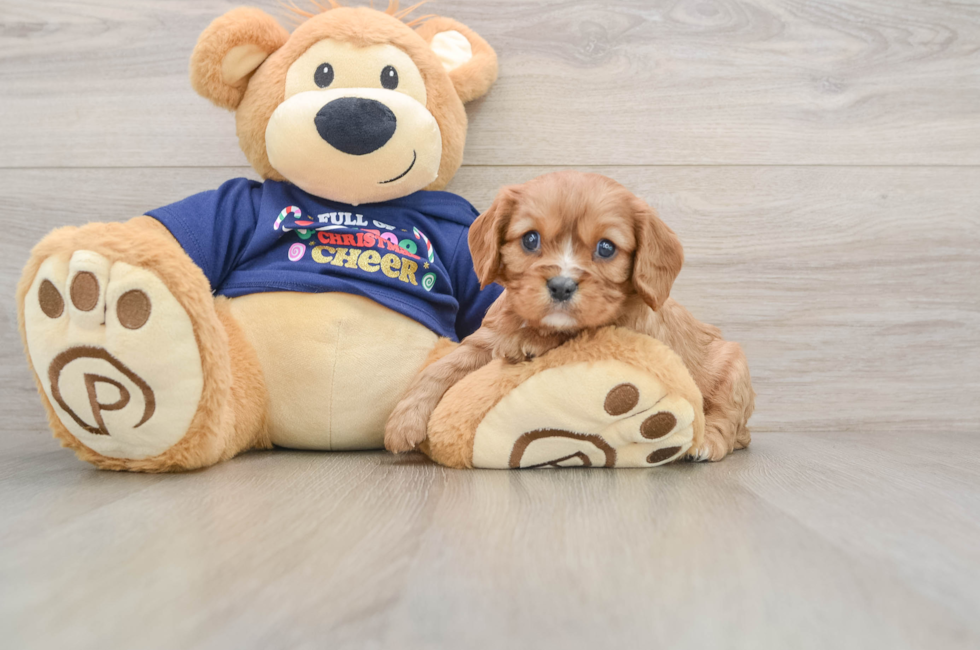 5 week old Cavalier King Charles Spaniel Puppy For Sale - Seaside Pups