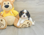 6 week old Cavalier King Charles Spaniel Puppy For Sale - Seaside Pups