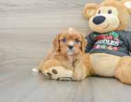 5 week old Cavalier King Charles Spaniel Puppy For Sale - Seaside Pups