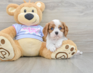 6 week old Cavalier King Charles Spaniel Puppy For Sale - Seaside Pups