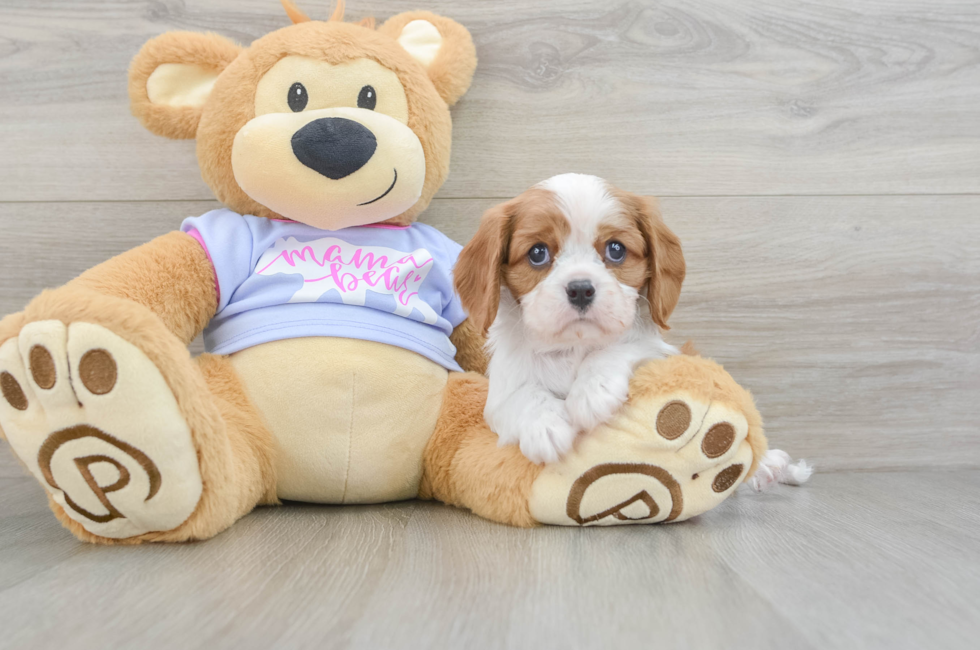 6 week old Cavalier King Charles Spaniel Puppy For Sale - Seaside Pups