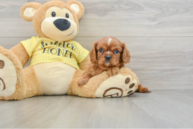 Playful Cavalier King Charles Spaniel Baby
