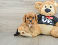 5 week old Cavalier King Charles Spaniel Puppy For Sale - Seaside Pups