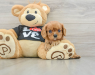 5 week old Cavalier King Charles Spaniel Puppy For Sale - Seaside Pups
