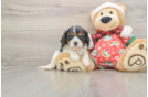 Cavalier King Charles Spaniel Puppy for Adoption