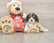 5 week old Cavalier King Charles Spaniel Puppy For Sale - Seaside Pups