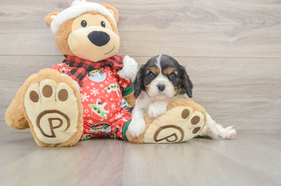 5 week old Cavalier King Charles Spaniel Puppy For Sale - Seaside Pups