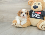 5 week old Cavalier King Charles Spaniel Puppy For Sale - Seaside Pups
