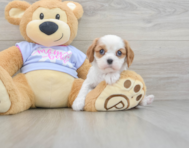 6 week old Cavalier King Charles Spaniel Puppy For Sale - Seaside Pups