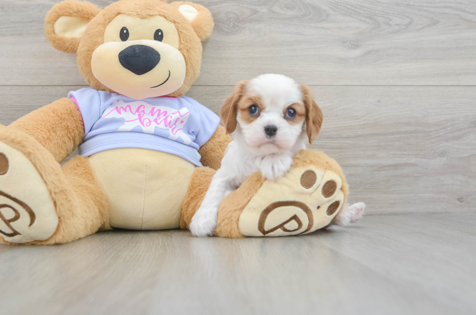 6 week old Cavalier King Charles Spaniel Puppy For Sale - Seaside Pups