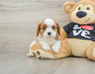 5 week old Cavalier King Charles Spaniel Puppy For Sale - Seaside Pups