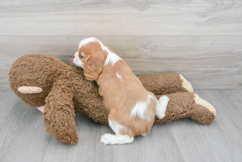 Energetic Cavalier King Charles Spaniel Purebred Puppy
