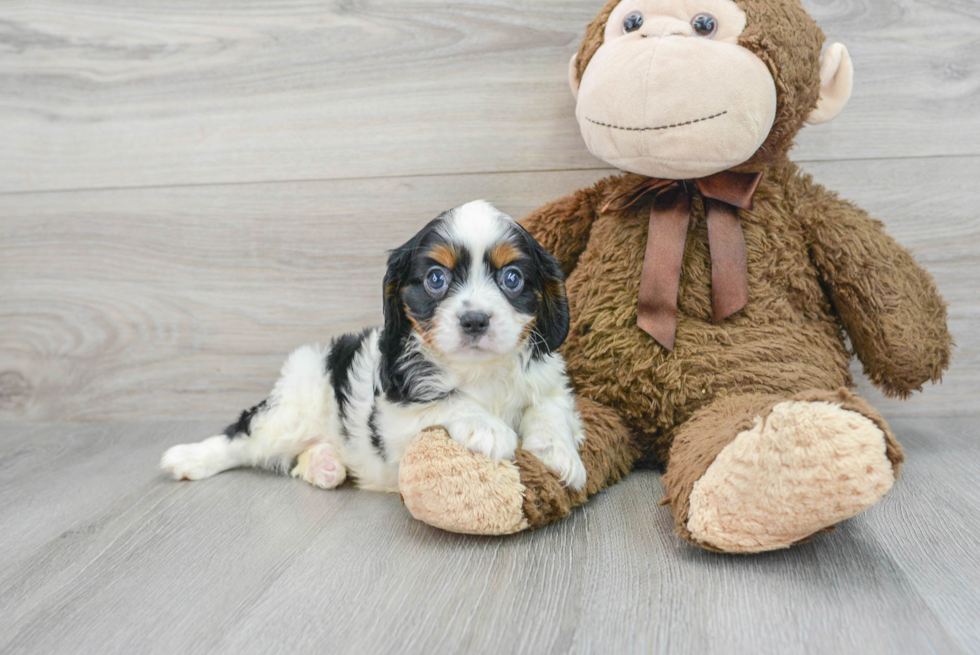 Cute Cavalier King Charles Spaniel Purebred Puppy