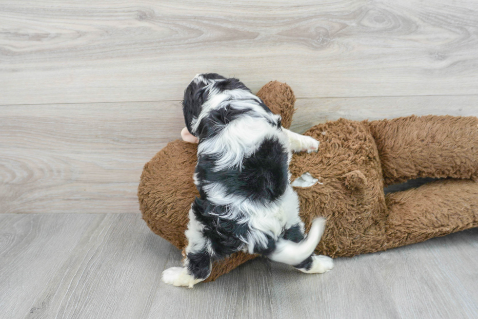 Energetic Cavalier King Charles Spaniel Purebred Puppy