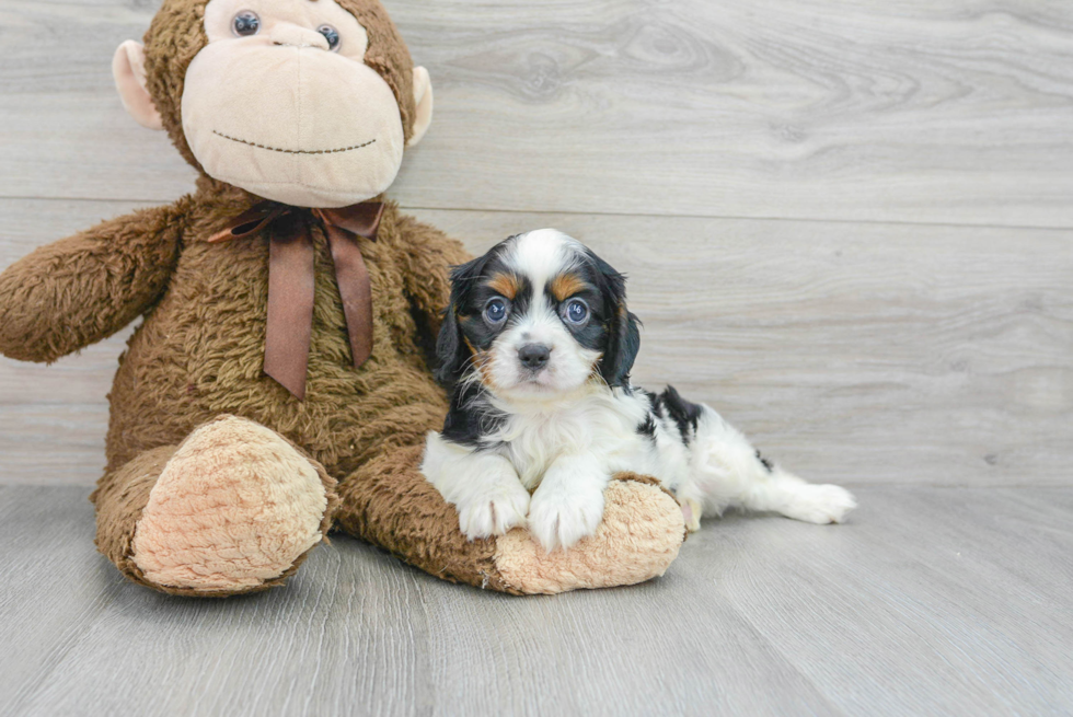 Cavalier King Charles Spaniel Pup Being Cute