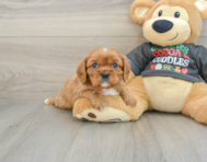 5 week old Cavalier King Charles Spaniel Puppy For Sale - Seaside Pups