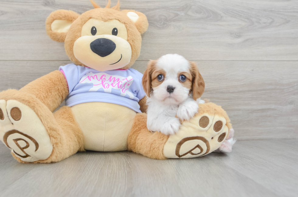 6 week old Cavalier King Charles Spaniel Puppy For Sale - Seaside Pups