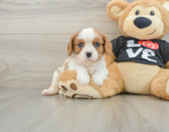 5 week old Cavalier King Charles Spaniel Puppy For Sale - Seaside Pups