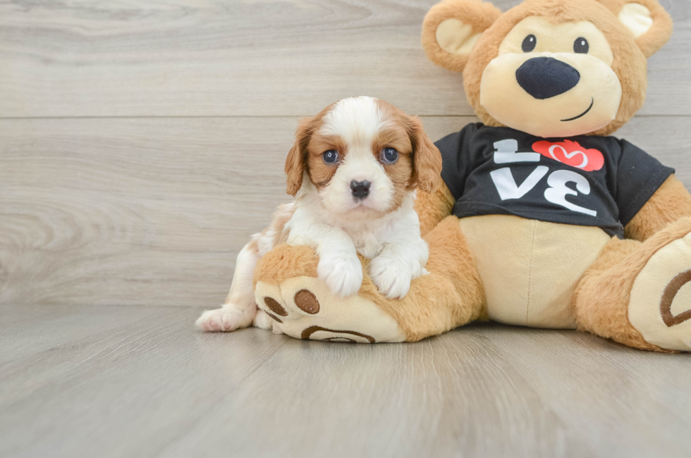 6 week old Cavalier King Charles Spaniel Puppy For Sale - Seaside Pups
