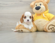 7 week old Cavalier King Charles Spaniel Puppy For Sale - Seaside Pups