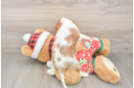 Best Cavalier King Charles Spaniel Baby
