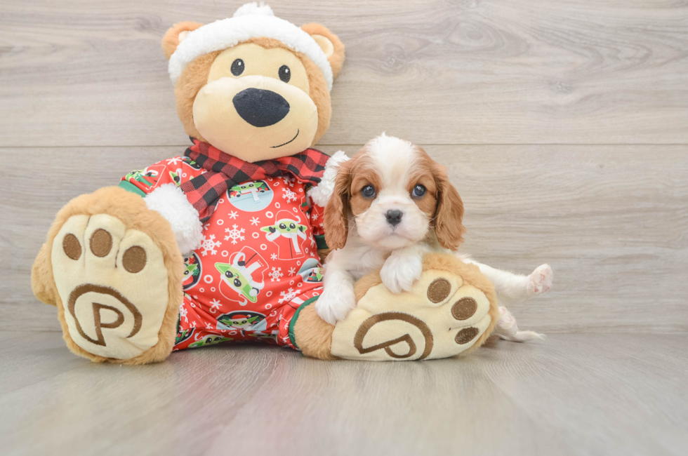 5 week old Cavalier King Charles Spaniel Puppy For Sale - Seaside Pups