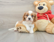 7 week old Cavalier King Charles Spaniel Puppy For Sale - Seaside Pups