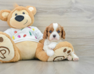 5 week old Cavalier King Charles Spaniel Puppy For Sale - Seaside Pups