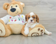 5 week old Cavalier King Charles Spaniel Puppy For Sale - Seaside Pups