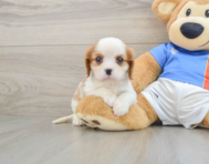 5 week old Cavalier King Charles Spaniel Puppy For Sale - Seaside Pups
