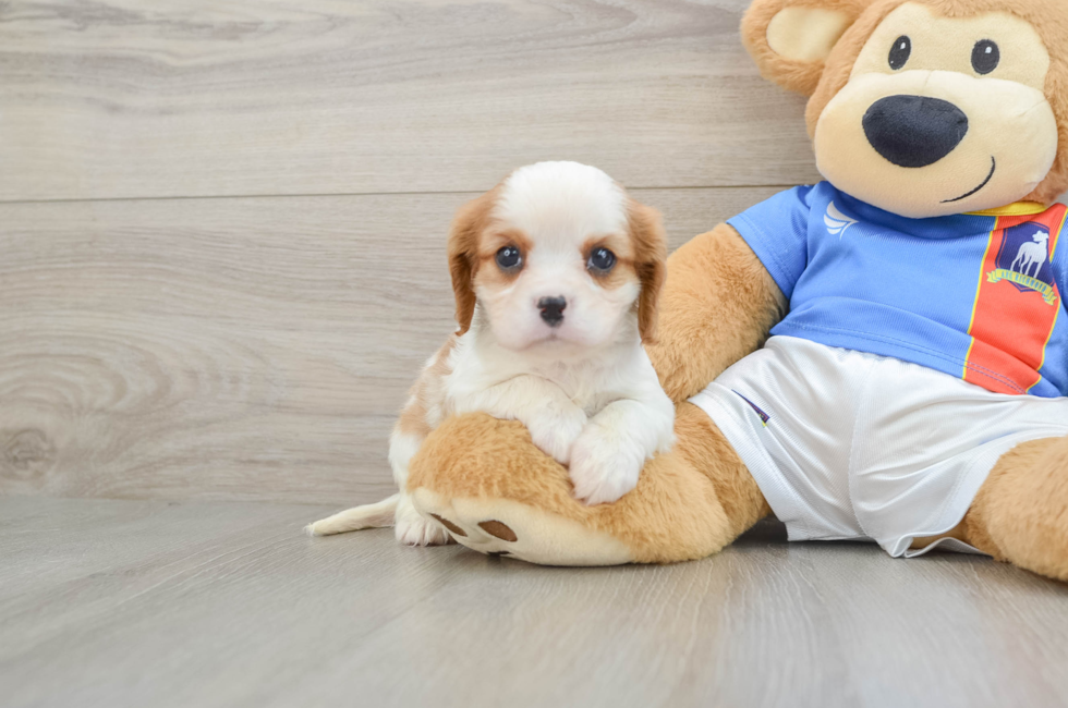6 week old Cavalier King Charles Spaniel Puppy For Sale - Seaside Pups