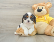 6 week old Cavalier King Charles Spaniel Puppy For Sale - Seaside Pups