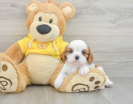 5 week old Cavalier King Charles Spaniel Puppy For Sale - Seaside Pups