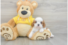 Little Cavalier King Charles Spaniel Baby