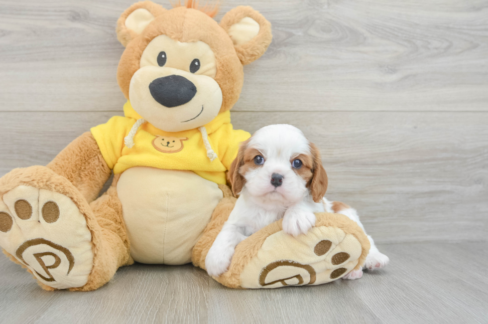 5 week old Cavalier King Charles Spaniel Puppy For Sale - Seaside Pups