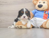 5 week old Cavalier King Charles Spaniel Puppy For Sale - Seaside Pups