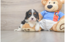 Cavalier King Charles Spaniel Pup Being Cute