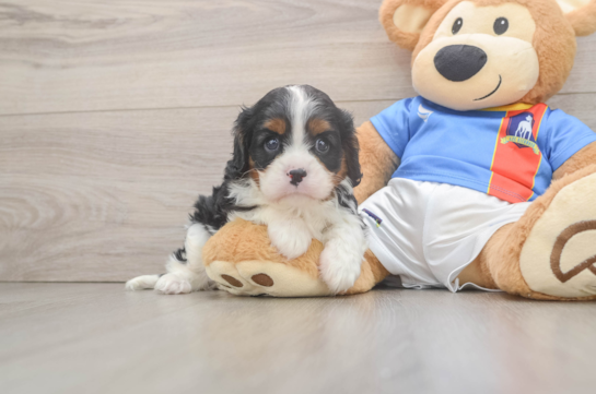 Cavalier King Charles Spaniel Pup Being Cute