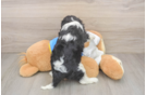 Cavalier King Charles Spaniel Pup Being Cute