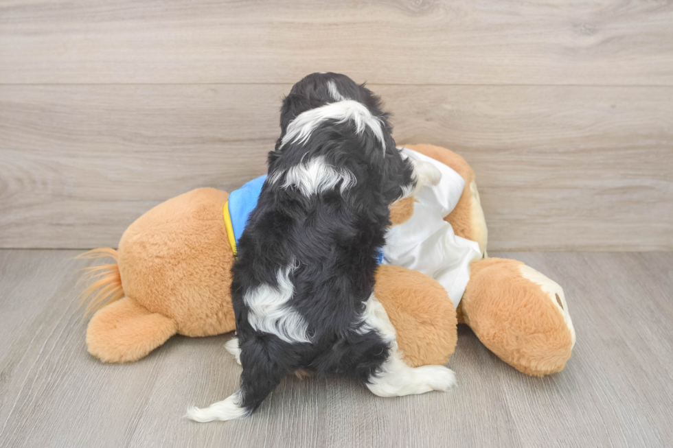 Cavalier King Charles Spaniel Pup Being Cute