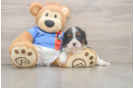 Playful Cavalier King Charles Spaniel Baby