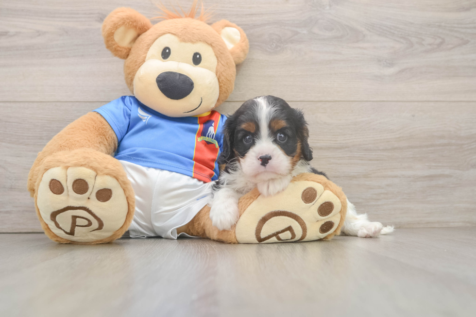 Playful Cavalier King Charles Spaniel Baby
