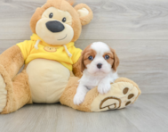 5 week old Cavalier King Charles Spaniel Puppy For Sale - Seaside Pups