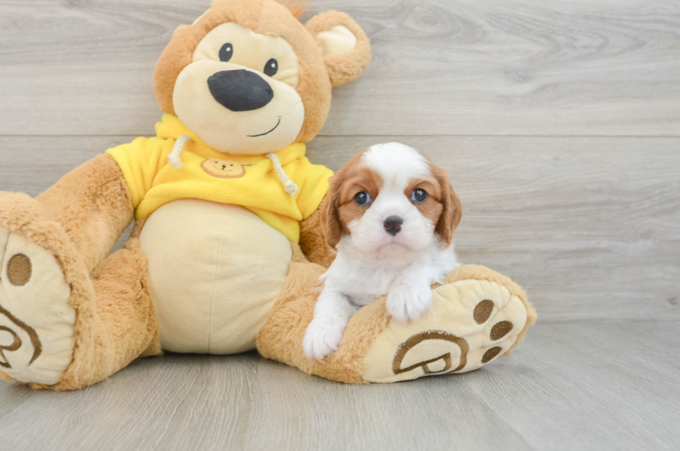5 week old Cavalier King Charles Spaniel Puppy For Sale - Seaside Pups